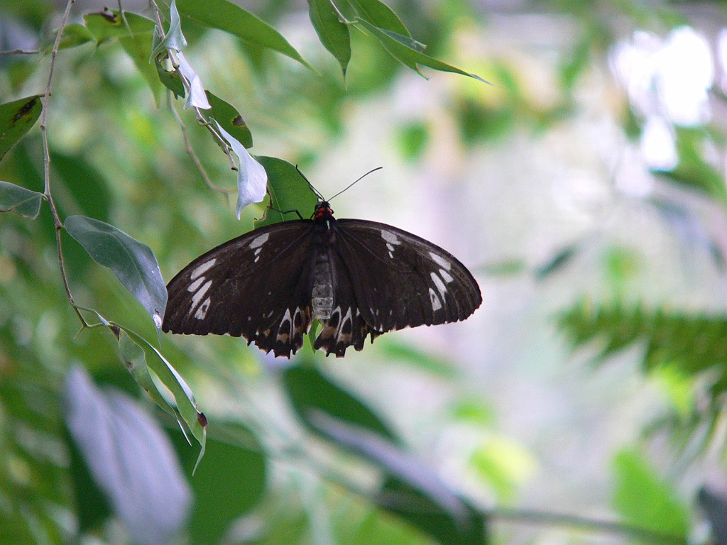 069 Kuranda Butterfly Sancturary.jpg